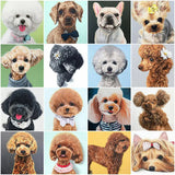 Cocoa Poodle Paint by Numbers Kit