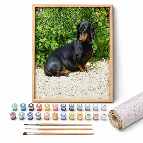 Garden Dachshund Paint by Numbers Kit: complete kit with framed artwork, numbered paint pots and brushes